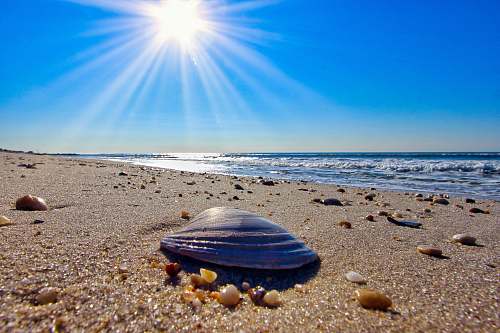 sea life black clam shell seashell